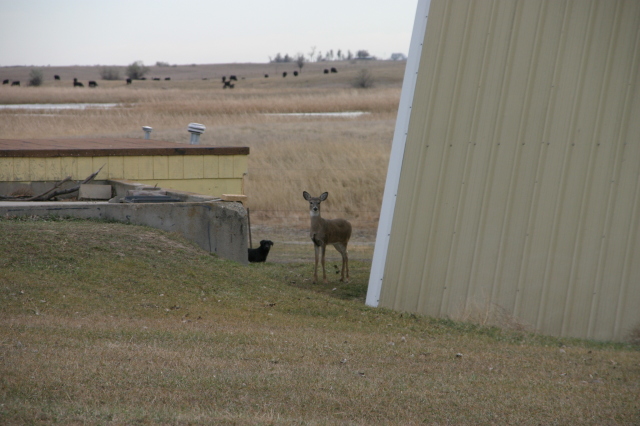 2007/11(November)/South-Dakota-Hunting/640x480_IMG_3537.JPG