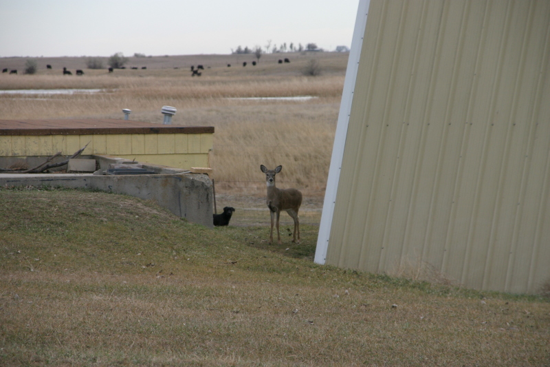 2007/11(November)/South-Dakota-Hunting/800x600_IMG_3537.JPG