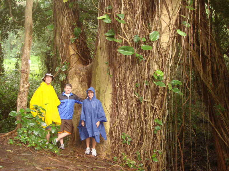 2008/01(January)/Hawaii/Best-of/800x600_2008-01-05-Hawaii-Manoa-Falls-01-Travis-Bill-Livia-GOOD.JPG