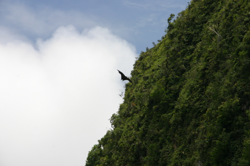 2008/01(January)/Hawaii/Best-of/800x600_2008-01-17-American-Samoa-65-bat-GOOD.JPG