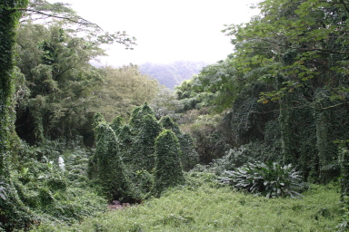 2008-01-05-Hawaii-Manoa-Falls-62-GOOD.JPG