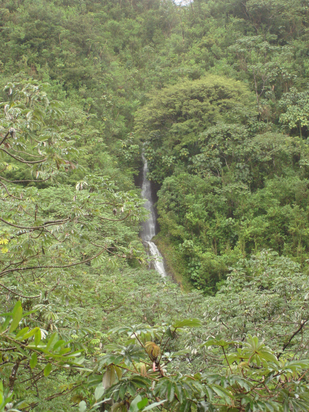 2008/01(January)/Hawaii/Jan05/1-Manoa-Falls/1024x768_2008-01-05-Hawaii-Manoa-Falls-05.JPG