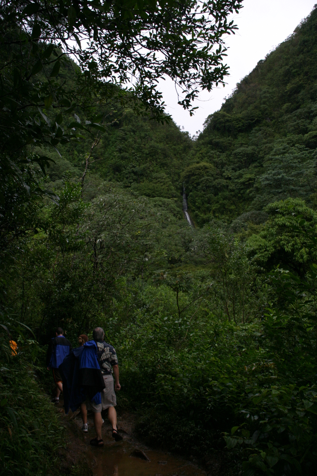 2008/01(January)/Hawaii/Jan05/1-Manoa-Falls/1024x768_2008-01-05-Hawaii-Manoa-Falls-27.JPG