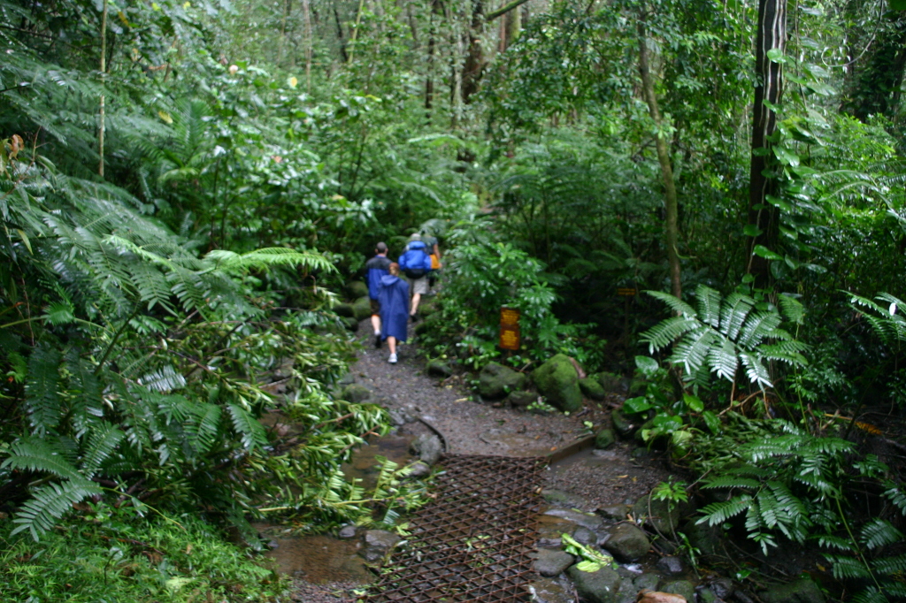 2008/01(January)/Hawaii/Jan05/1-Manoa-Falls/1024x768_2008-01-05-Hawaii-Manoa-Falls-46.JPG