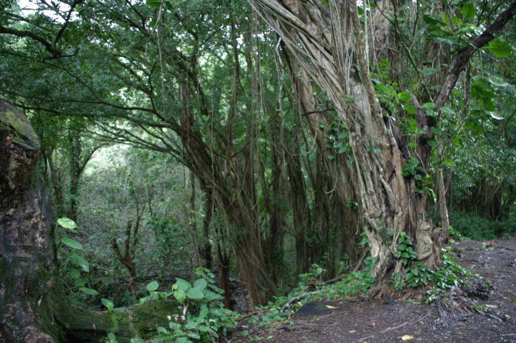 2008/01(January)/Hawaii/Jan05/1-Manoa-Falls/1024x768_2008-01-05-Hawaii-Manoa-Falls-65.JPG