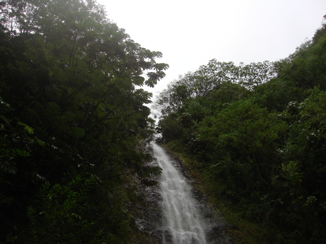 2008/01(January)/Hawaii/Jan05/1-Manoa-Falls/640x480_2008-01-05-Hawaii-Manoa-Falls-15.JPG