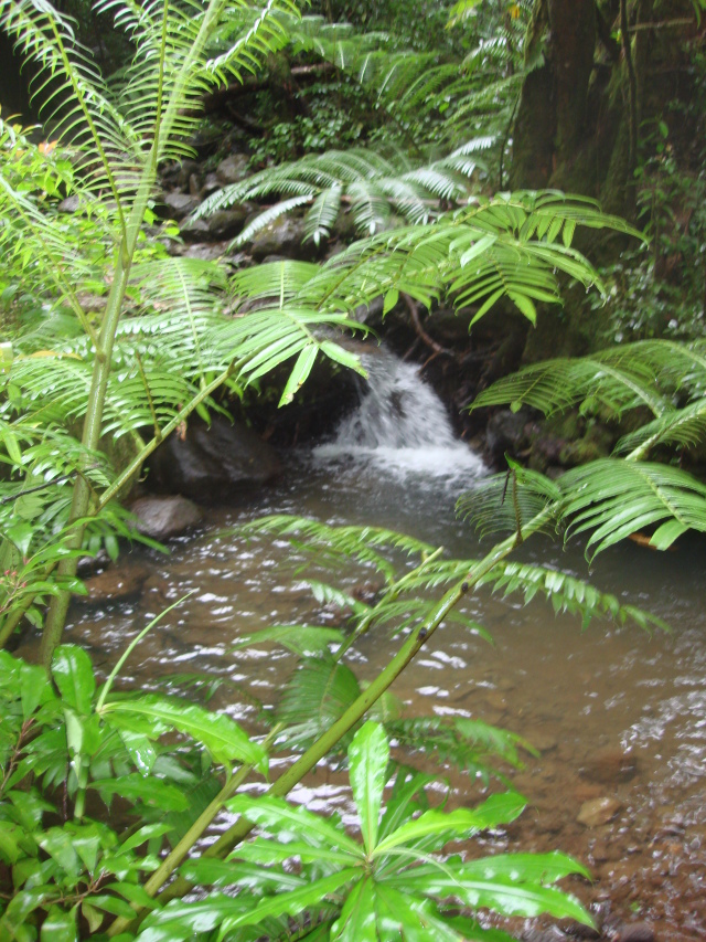 2008-01-05-Hawaii-Manoa-Falls-19.JPG