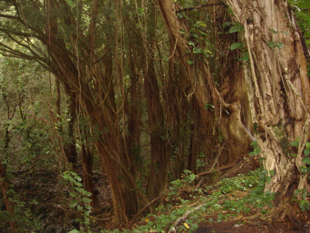 2008/01(January)/Hawaii/Jan05/1-Manoa-Falls/640x480_2008-01-05-Hawaii-Manoa-Falls-23.JPG