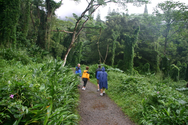 2008-01-05-Hawaii-Manoa-Falls-43-Bill-Livia.JPG