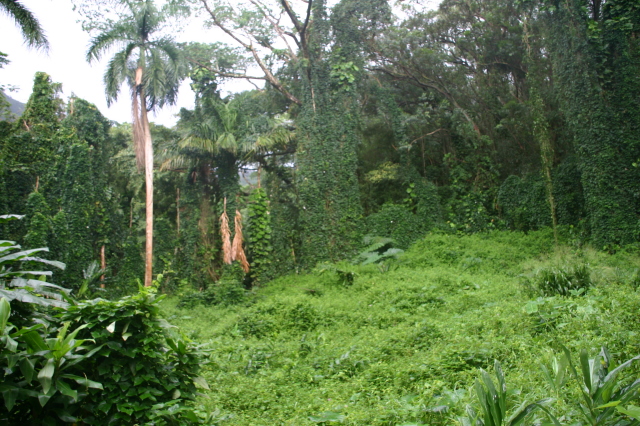 2008/01(January)/Hawaii/Jan05/1-Manoa-Falls/640x480_2008-01-05-Hawaii-Manoa-Falls-44.JPG