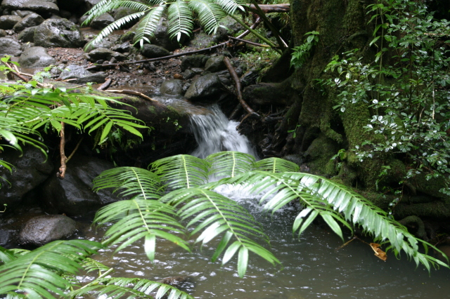 2008/01(January)/Hawaii/Jan05/1-Manoa-Falls/640x480_2008-01-05-Hawaii-Manoa-Falls-56.JPG