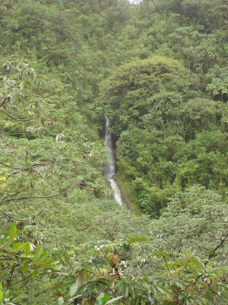 2008/01(January)/Hawaii/Jan05/1-Manoa-Falls/800x600_2008-01-05-Hawaii-Manoa-Falls-05.JPG
