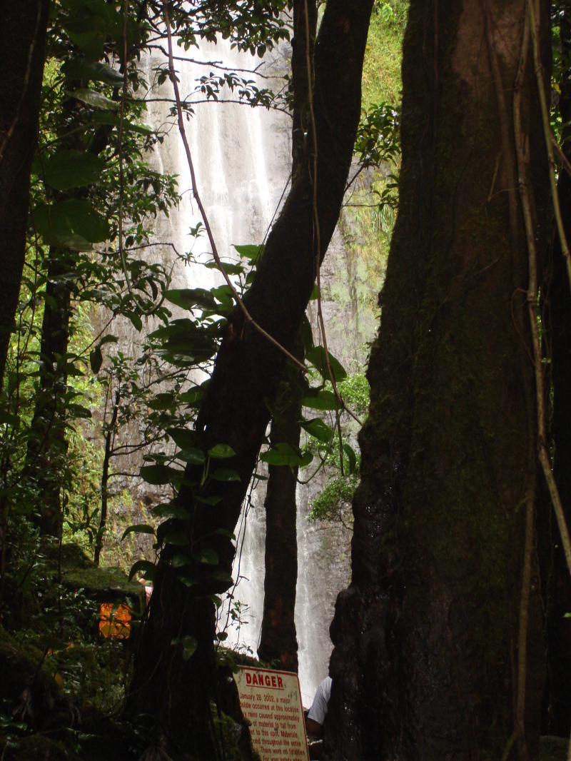 2008/01(January)/Hawaii/Jan05/1-Manoa-Falls/800x600_2008-01-05-Hawaii-Manoa-Falls-06.JPG