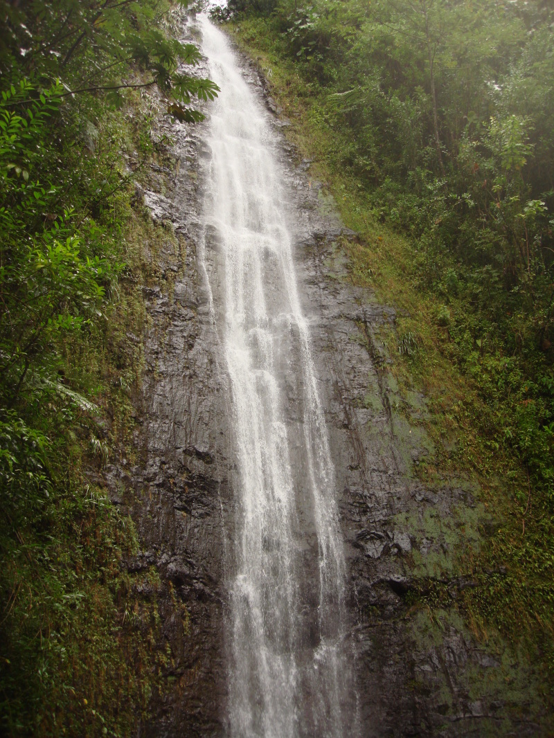 2008/01(January)/Hawaii/Jan05/1-Manoa-Falls/800x600_2008-01-05-Hawaii-Manoa-Falls-14.JPG