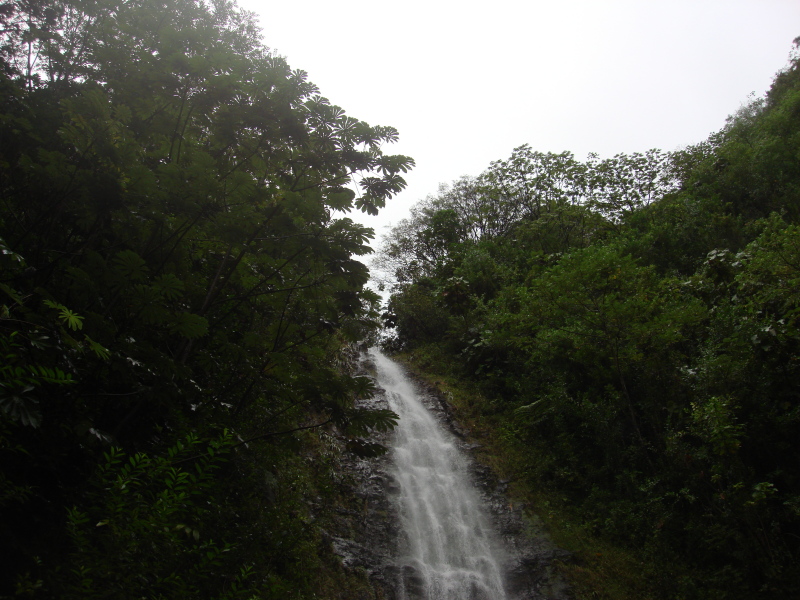 2008/01(January)/Hawaii/Jan05/1-Manoa-Falls/800x600_2008-01-05-Hawaii-Manoa-Falls-15.JPG