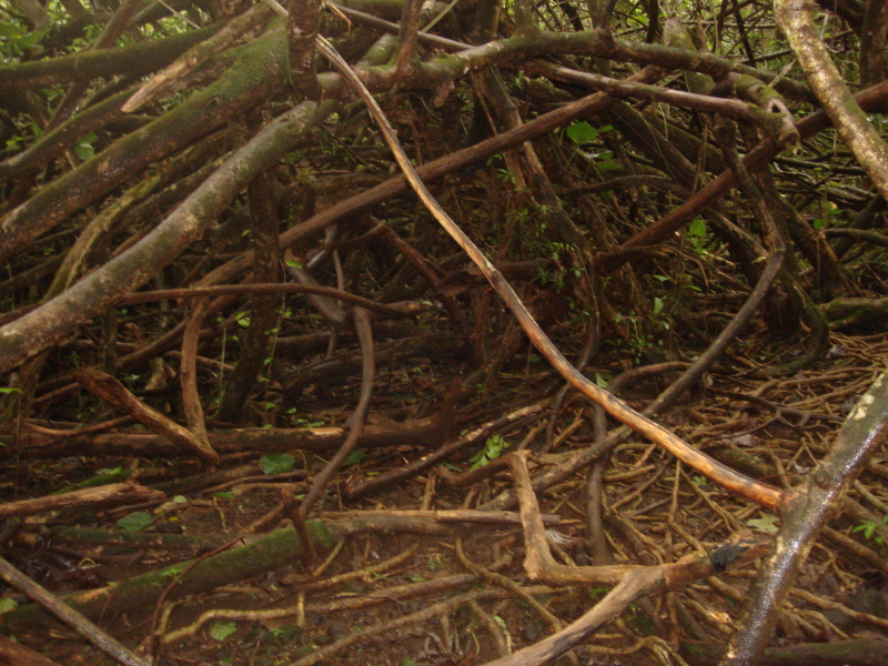 2008/01(January)/Hawaii/Jan05/1-Manoa-Falls/800x600_2008-01-05-Hawaii-Manoa-Falls-17.JPG