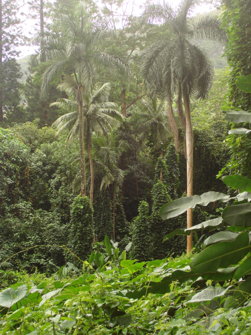 2008/01(January)/Hawaii/Jan05/1-Manoa-Falls/800x600_2008-01-05-Hawaii-Manoa-Falls-20.JPG