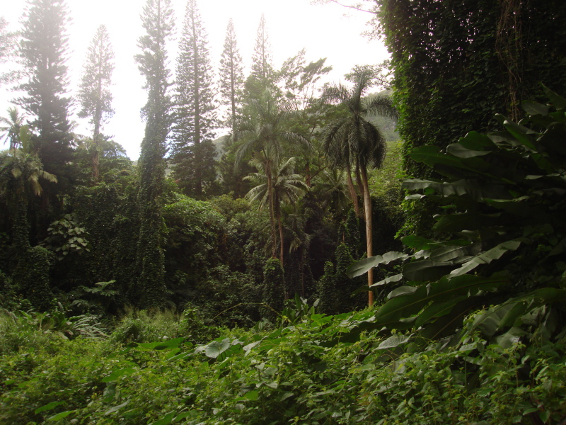2008/01(January)/Hawaii/Jan05/1-Manoa-Falls/800x600_2008-01-05-Hawaii-Manoa-Falls-21.JPG