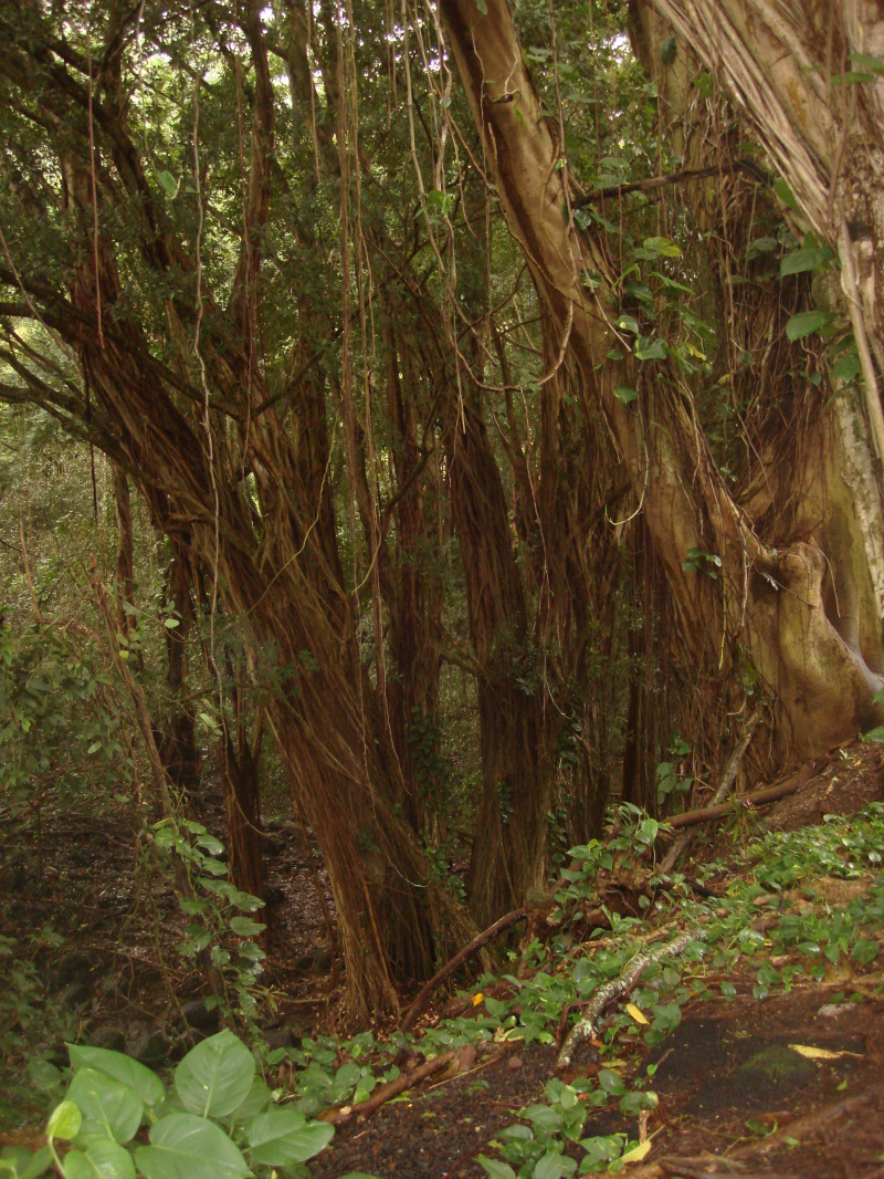 2008/01(January)/Hawaii/Jan05/1-Manoa-Falls/800x600_2008-01-05-Hawaii-Manoa-Falls-24.JPG
