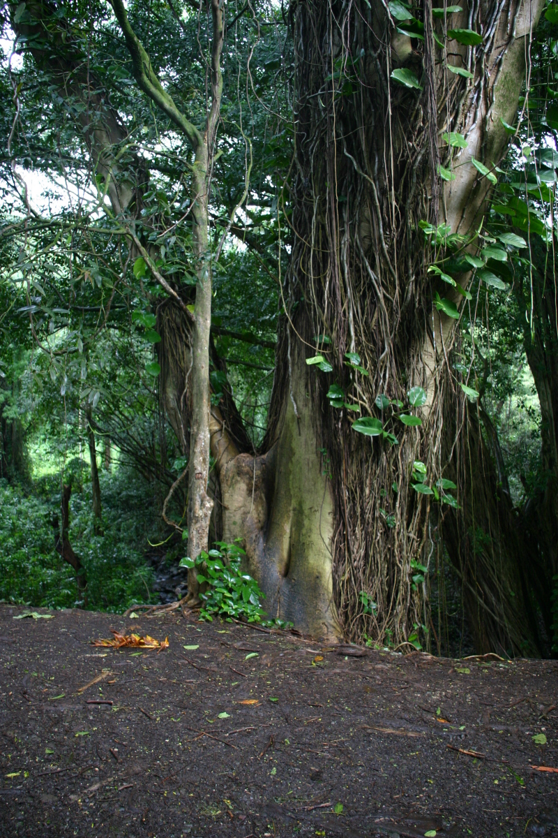 2008/01(January)/Hawaii/Jan05/1-Manoa-Falls/800x600_2008-01-05-Hawaii-Manoa-Falls-26-GOOD.JPG