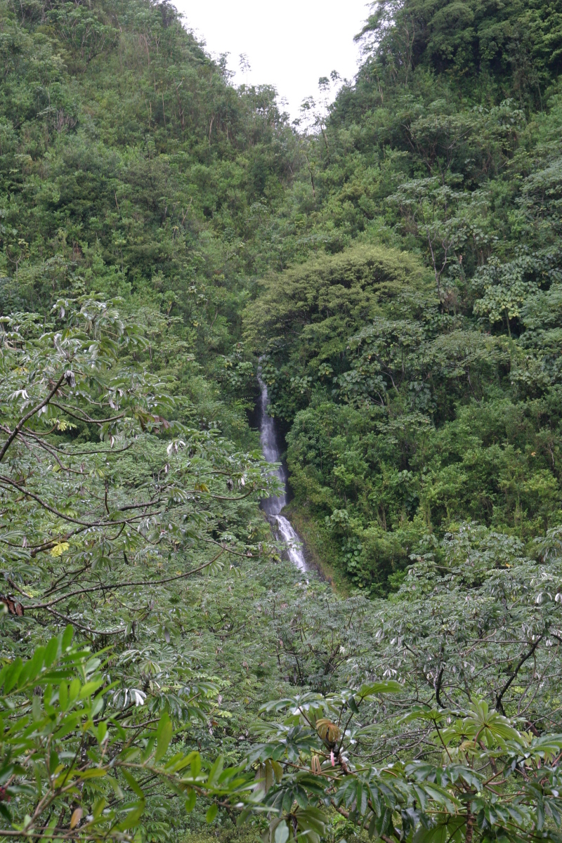 2008/01(January)/Hawaii/Jan05/1-Manoa-Falls/800x600_2008-01-05-Hawaii-Manoa-Falls-28.JPG