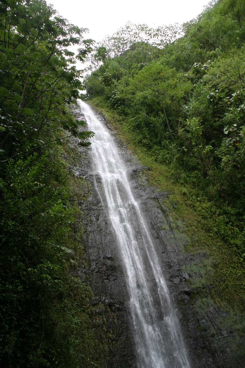 2008/01(January)/Hawaii/Jan05/1-Manoa-Falls/800x600_2008-01-05-Hawaii-Manoa-Falls-31.JPG