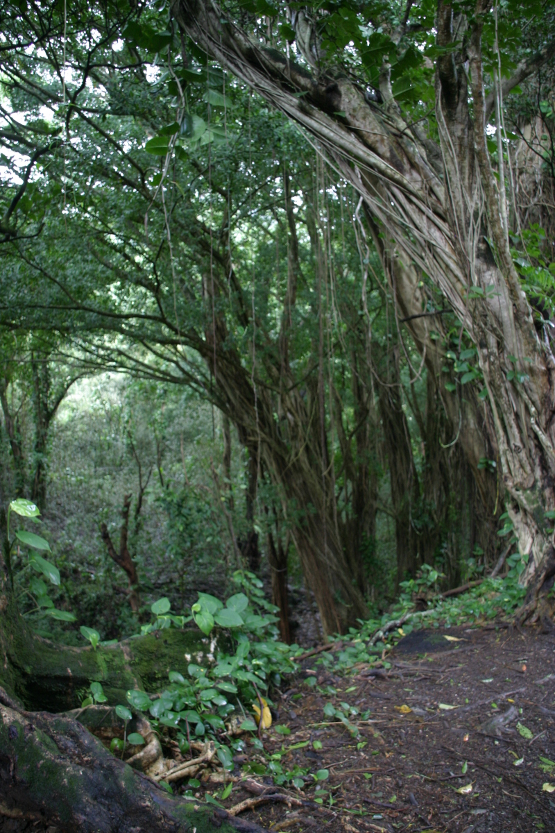 2008/01(January)/Hawaii/Jan05/1-Manoa-Falls/800x600_2008-01-05-Hawaii-Manoa-Falls-39.JPG