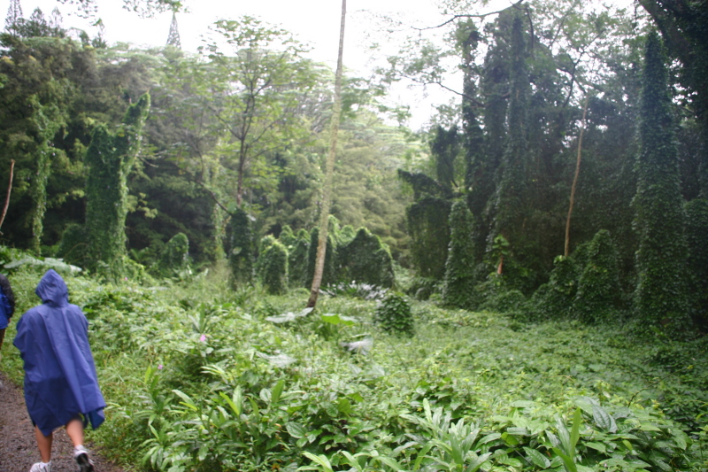 2008/01(January)/Hawaii/Jan05/1-Manoa-Falls/800x600_2008-01-05-Hawaii-Manoa-Falls-42.JPG