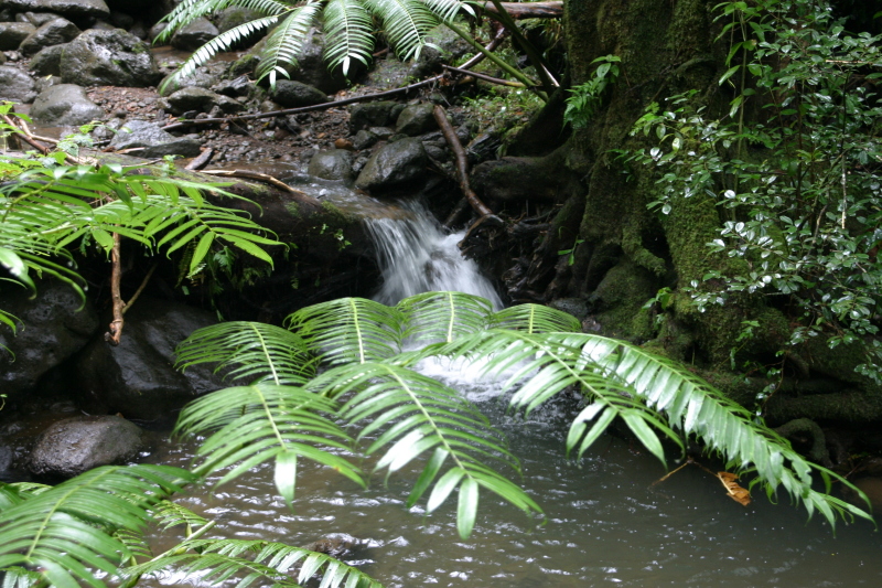 2008/01(January)/Hawaii/Jan05/1-Manoa-Falls/800x600_2008-01-05-Hawaii-Manoa-Falls-57.JPG