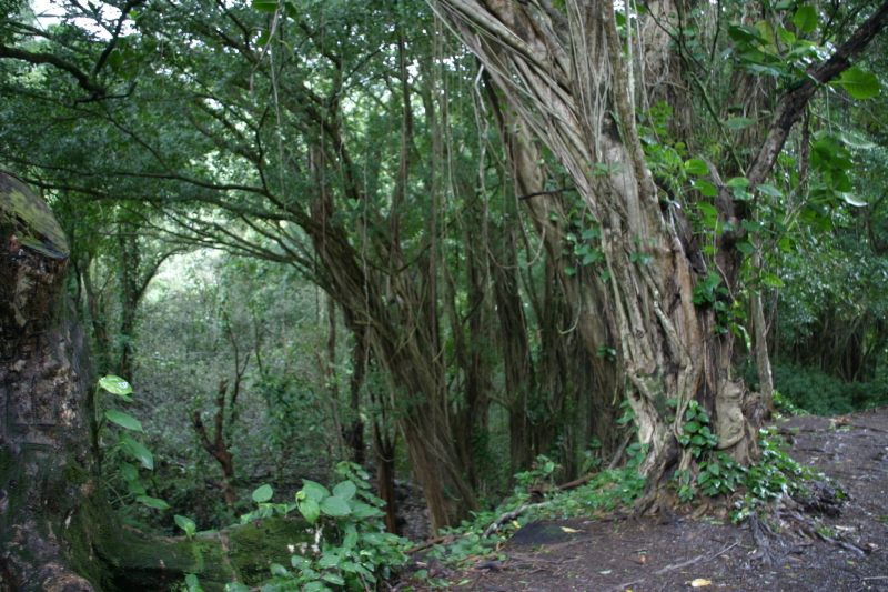 2008/01(January)/Hawaii/Jan05/1-Manoa-Falls/800x600_2008-01-05-Hawaii-Manoa-Falls-65.JPG