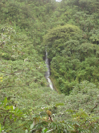 2008-01-05-Hawaii-Manoa-Falls-05.JPG