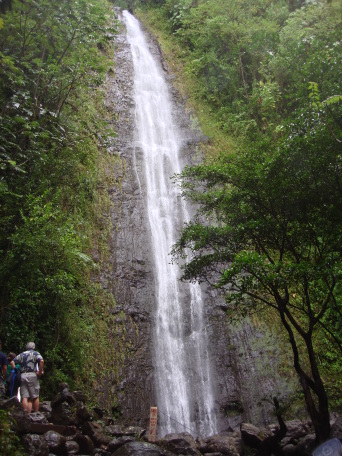 2008-01-05-Hawaii-Manoa-Falls-09.JPG