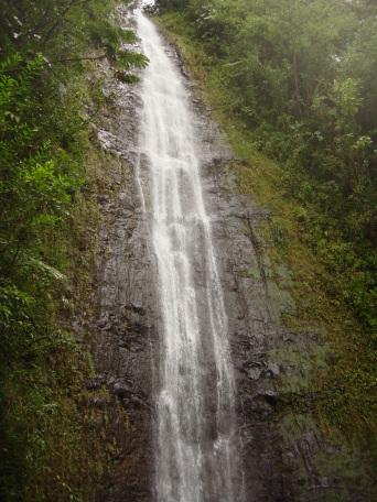 2008-01-05-Hawaii-Manoa-Falls-14.JPG