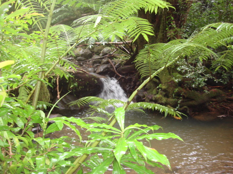 2008-01-05-Hawaii-Manoa-Falls-18.JPG