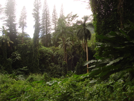2008-01-05-Hawaii-Manoa-Falls-21.JPG