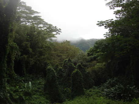 2008-01-05-Hawaii-Manoa-Falls-22.JPG
