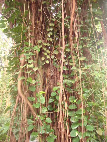 2008-01-05-Hawaii-Manoa-Falls-25.JPG