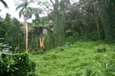 2008-01-05-Hawaii-Manoa-Falls-44.JPG