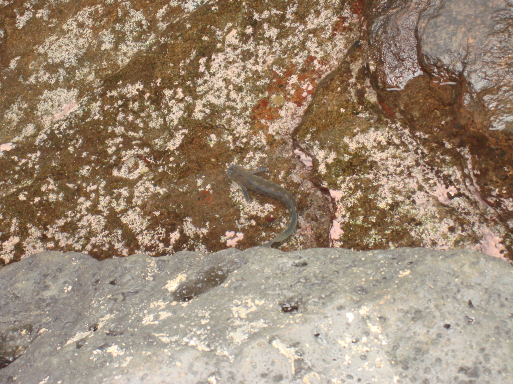 2008-01-05-Hawaii-Lava-Tube-56.JPG