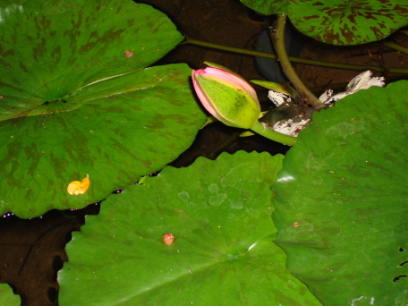 2008-01-08-Hawaii-52-Livia-day-out.JPG