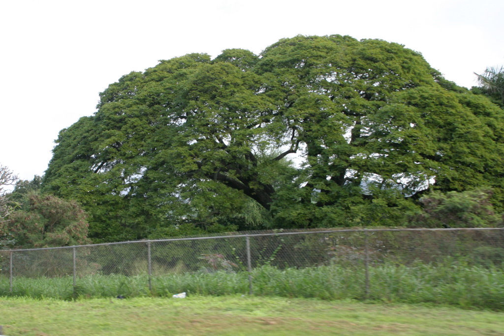 2008/01(January)/Hawaii/Jan10/1024x768_2008-01-10-Hawaii-01-Tree.JPG