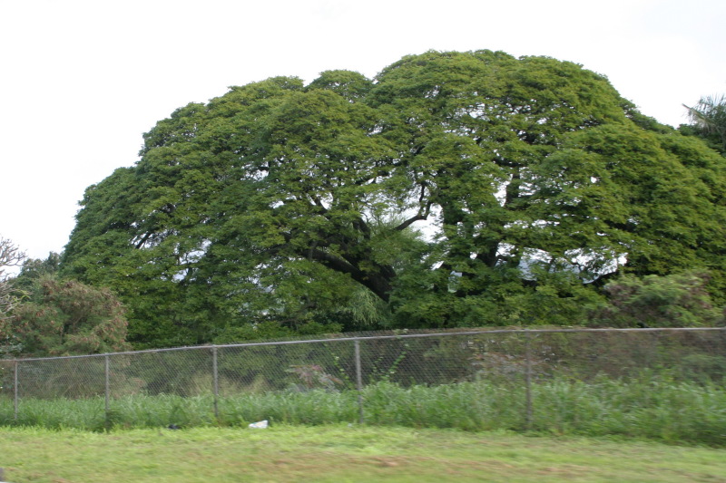 2008/01(January)/Hawaii/Jan10/800x600_2008-01-10-Hawaii-01-Tree.JPG