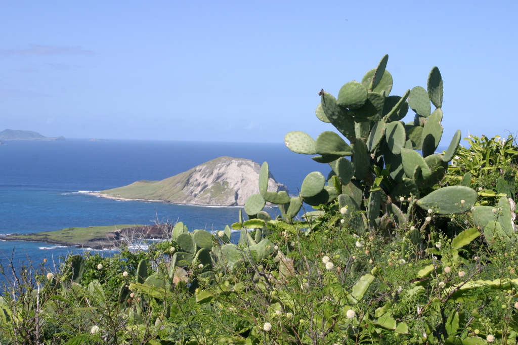 2008/01(January)/Hawaii/Jan11/2-LightHouse-Road/1024x768_2008-01-11-Hawaii-Lighthouse-Road-20-cactus-island-GOOD.JPG