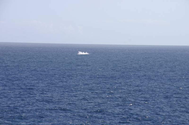 2008/01(January)/Hawaii/Jan11/2-LightHouse-Road/800x600_2008-01-11-Hawaii-Lighthouse-Road-41-whale-splash-GOOD.JPG