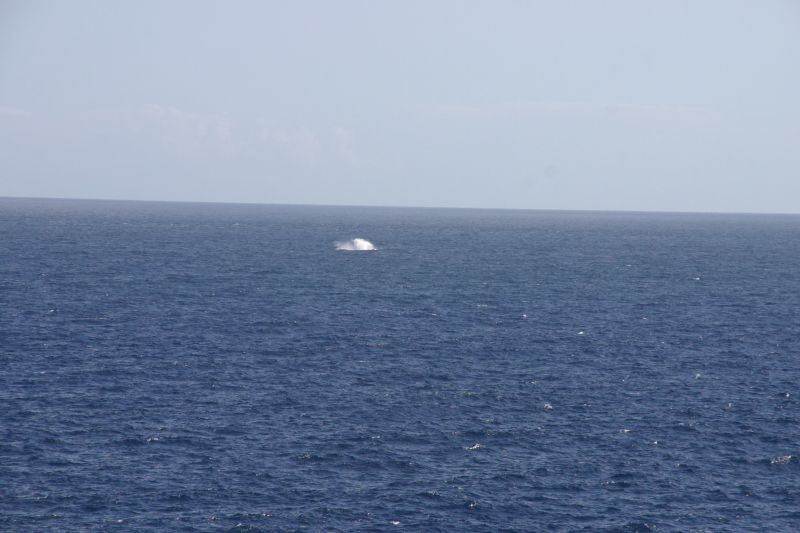 2008/01(January)/Hawaii/Jan11/2-LightHouse-Road/800x600_2008-01-11-Hawaii-Lighthouse-Road-42-whale-splash.JPG