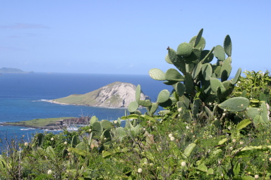 2008-01-11-Hawaii-Lighthouse-Road-20-cactus-island-GOOD.JPG