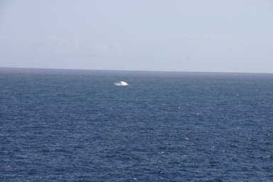2008-01-11-Hawaii-Lighthouse-Road-42-whale-splash.JPG