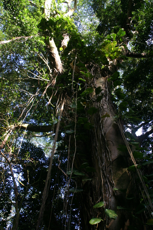 2008/01(January)/Hawaii/Jan12/1-Manoa-Falls/640x480_2008-01-12-Hawaii-Manoa-Trail-05.JPG