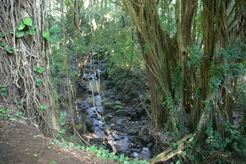 2008/01(January)/Hawaii/Jan12/1-Manoa-Falls/800x600_2008-01-12-Hawaii-Manoa-Trail-04.JPG