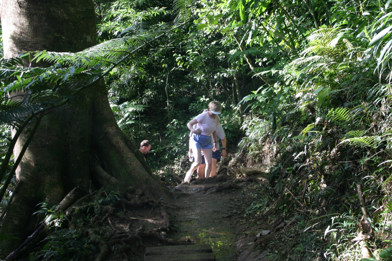 2008/01(January)/Hawaii/Jan12/1-Manoa-Falls/800x600_2008-01-12-Hawaii-Manoa-Trail-09-Rob-Juanita.JPG